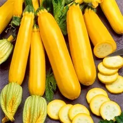 بذر کدو خورشتی رقم گلد راش