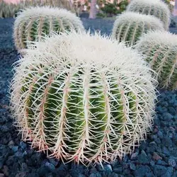 بذر کاکتوس اچینو گروزنی تیغ سفید