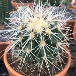 بذر کاکتوس اچینو گروزنی تیغ سفید