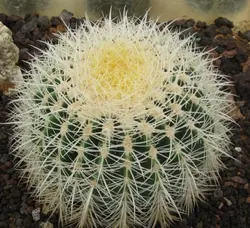 بذر کاکتوس اچینو گروزنی تیغ سفید