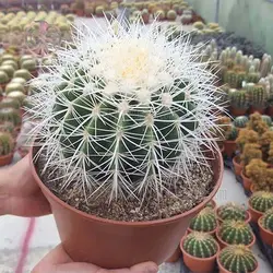 بذر کاکتوس اچینو گروزنی تیغ سفید