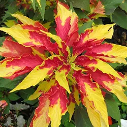 بذر گل آمارانتوس نخلی سه رنگ