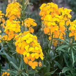 بذر گل شب بو خیری زرد