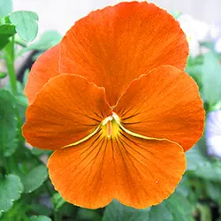 بذر گل بنفشه نارنجی گلدرشت ایرانی