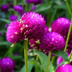 بذر گل تکمه ای بنفش