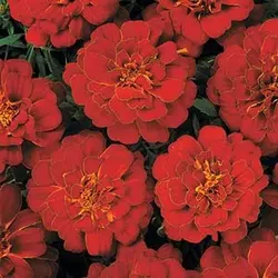 بذر گل جعفری فرانسوی قرمز