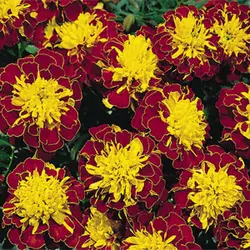 بذر گل جعفری مینیاتوری زرد و قرمز