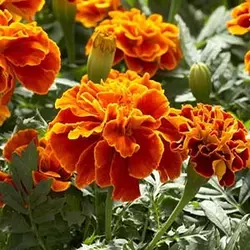 بذر گل جعفری مینیاتوری پرتقالی