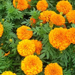 بذر گل جعفری نارنجی پامتوسط