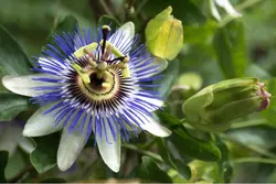 بذر گل ساعتی