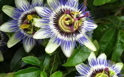 بذر گل ساعتی