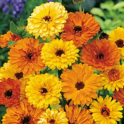 بذر گل همیشه بهار الوان