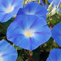 بذر گل نیلوفر پیچ آبی آسمانی