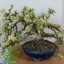 بنسای خرفه ابلق