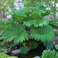 بذر گیاه Gunnera Manicata