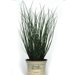 بذر گیاه juncus blue dart