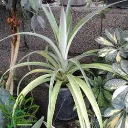 بوته میوه آناناس