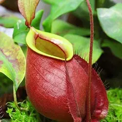 بذر گیاه گوشتخوار nepenthes ampullaria