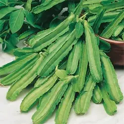 بذر لوبیا بالدار