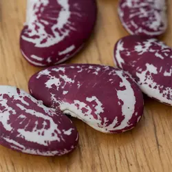 بذر لوبیا کریسمس