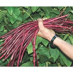 بذر لوبیا رشته ای قرمز (نودلی)