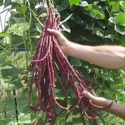 بذر لوبیا رشته ای قرمز (نودلی)