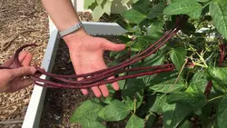 بذر لوبیا رشته ای قرمز (نودلی)