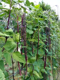 بذر لوبیا رشته ای قرمز (نودلی)