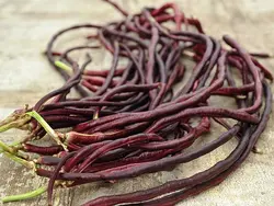 بذر لوبیا رشته ای قرمز (نودلی)