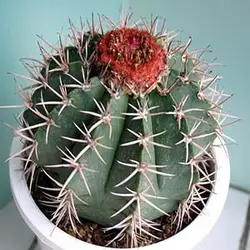 بذر ملو کاکتوس Oaxacensis