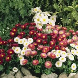 بذر گل مینا چمنی الوان