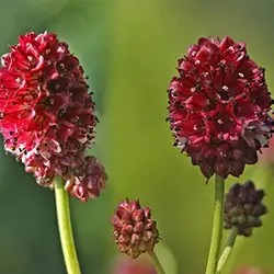 بذر گیاه دارویی Sanguisorba officinalis