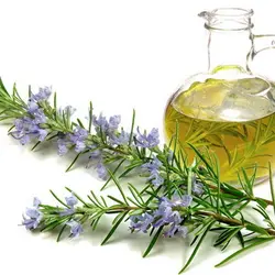 بذر گیاه دارویی رزماری