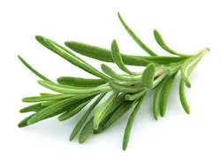 بذر گیاه دارویی رزماری