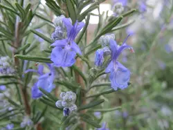 بذر گیاه دارویی رزماری