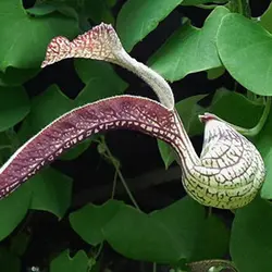 بذر گیاه رونده کمیاب Aristolochia Ringens