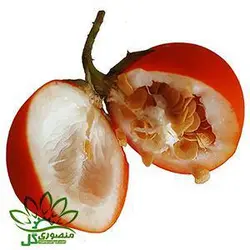 بذر گیاه Solanum capsicoides