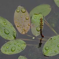 بذر گیاه آبزی و آکواریومی pondweed