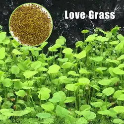بذر گیاه آکواریومی love grass aquarium