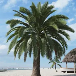 بذر نخل جزایر قناری فونیکس