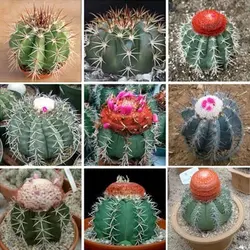 بسته ۵۰ عددی میکس بذر ملو کاکتوس