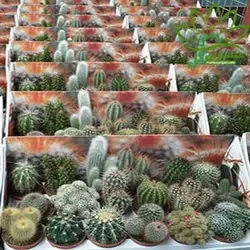 پکیج کاکتوس هلندی 18 عددی