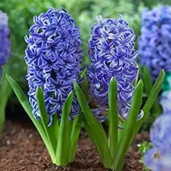 پیاز سنبل هلندی رقم بلو جاکت