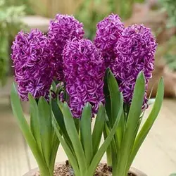 پیاز سنبل هلندی ارغوانی رقم پرپل سنسیشن