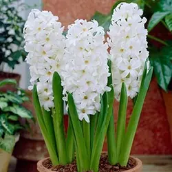 پیاز سنبل هلندی سفید رقم آیولوس