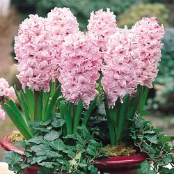 پیاز سنبل هلندی صورتی رقم فوندانت