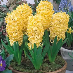 پیاز سنبل هلندی زرد رقم جیپسی پرنسس