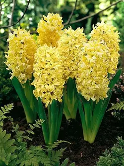 پیاز سنبل هلندی زرد رقم جیپسی پرنسس