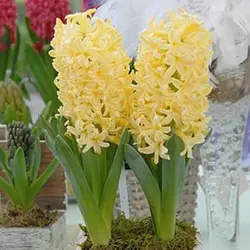 پیاز سنبل هلندی زرد رقم یلو استون