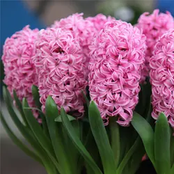 پیاز سنبل هلندی صورتی رقم پینک پرل